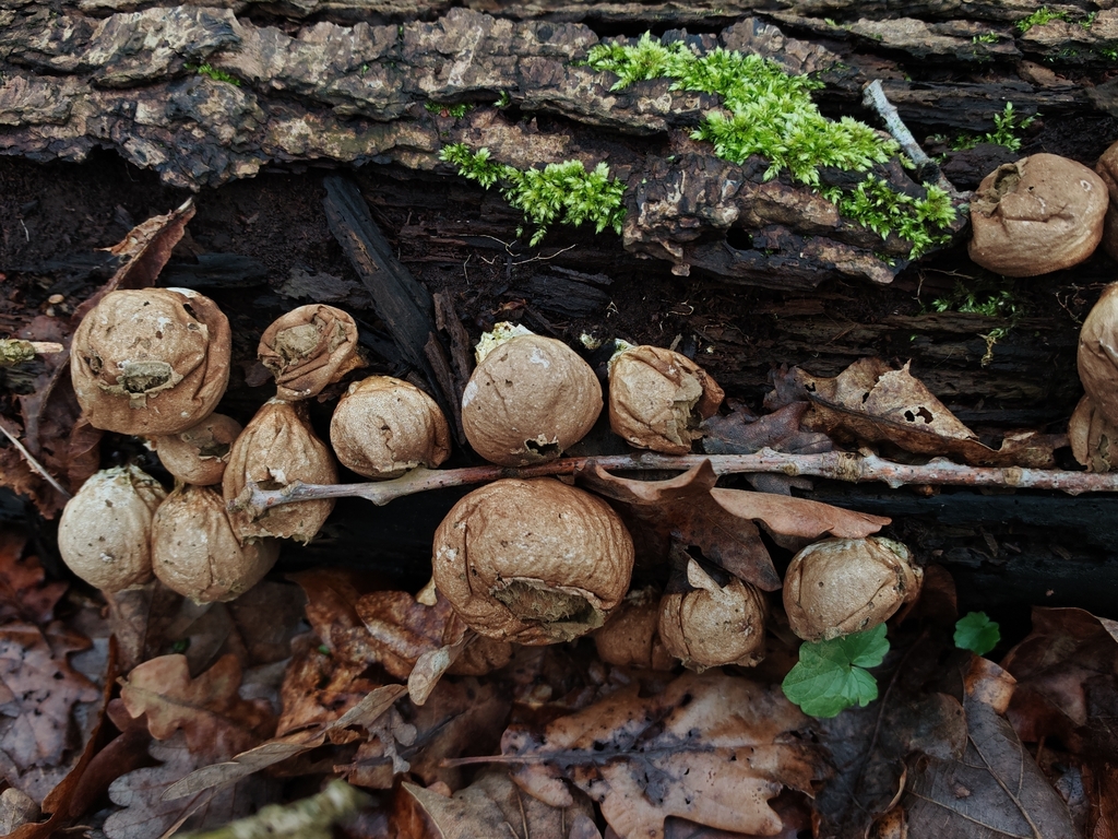 Apioperdon pyriforme · March 2026 · photo: © maiglocke (iNaturalist, cc-by-nc)