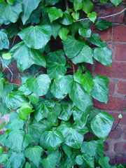 Hedera colchica