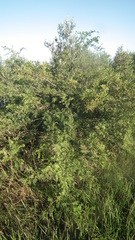 Vachellia