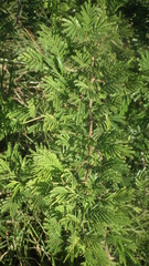 Vachellia