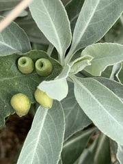 Rhopalomyia audibertiae