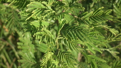 Vachellia