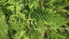 Vachellia