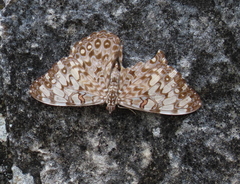 Hamadryas feronia farinulenta