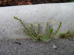 Pimelea prostrata