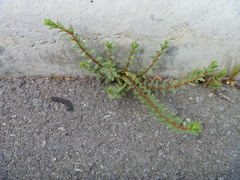 Pimelea prostrata