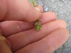 Pimelea prostrata
