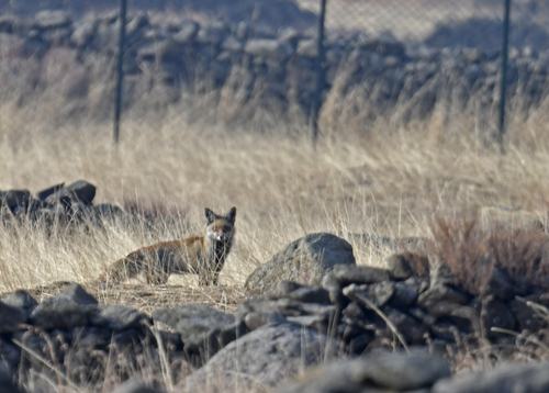 Red Fox