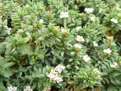 Pimelea prostrata