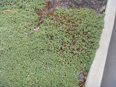 Pimelea prostrata