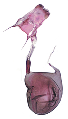 Eupithecia misturata