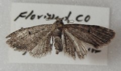 Eupithecia misturata