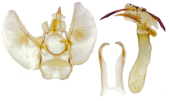 Eupithecia lafontaineata