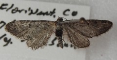 Eupithecia lafontaineata