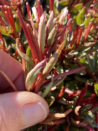 Epilobium pycnostachyum observed 2026-02-28