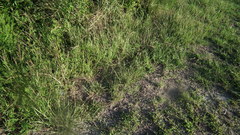 Cenchrus clandestinus