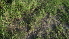 Cenchrus clandestinus