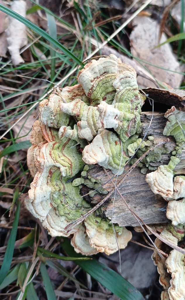 Stereum subtomentosum · March 2026 · photo: © mikkohei13 (iNaturalist, cc0)