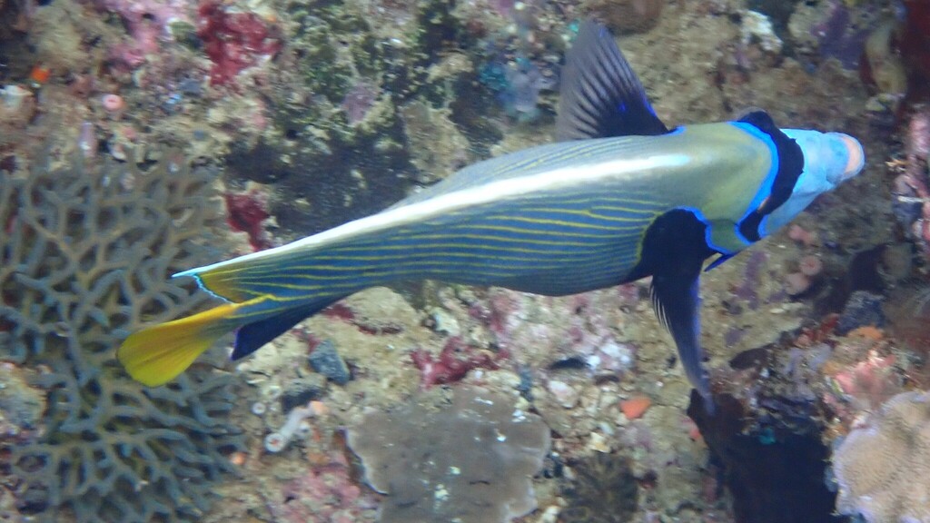 Angelfish (Pomacanthus imperator)