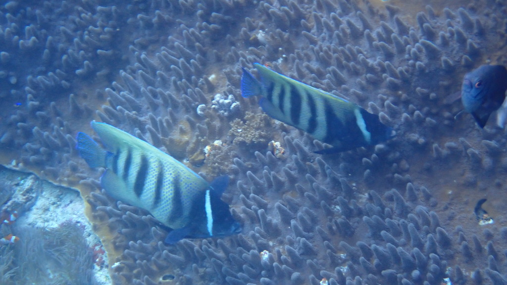 Bluestone kambingan (Pomacanthus sexstriatus)