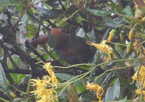 Azara's Spinetail (Synallaxis azarae), photo 4