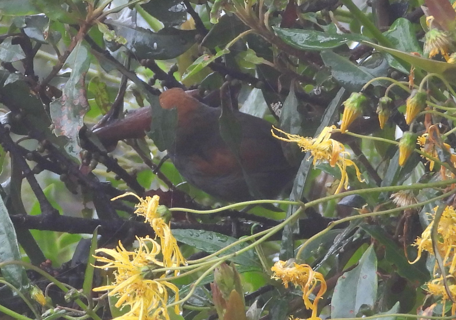 Azara's Spinetail (Synallaxis azarae), photo 4
