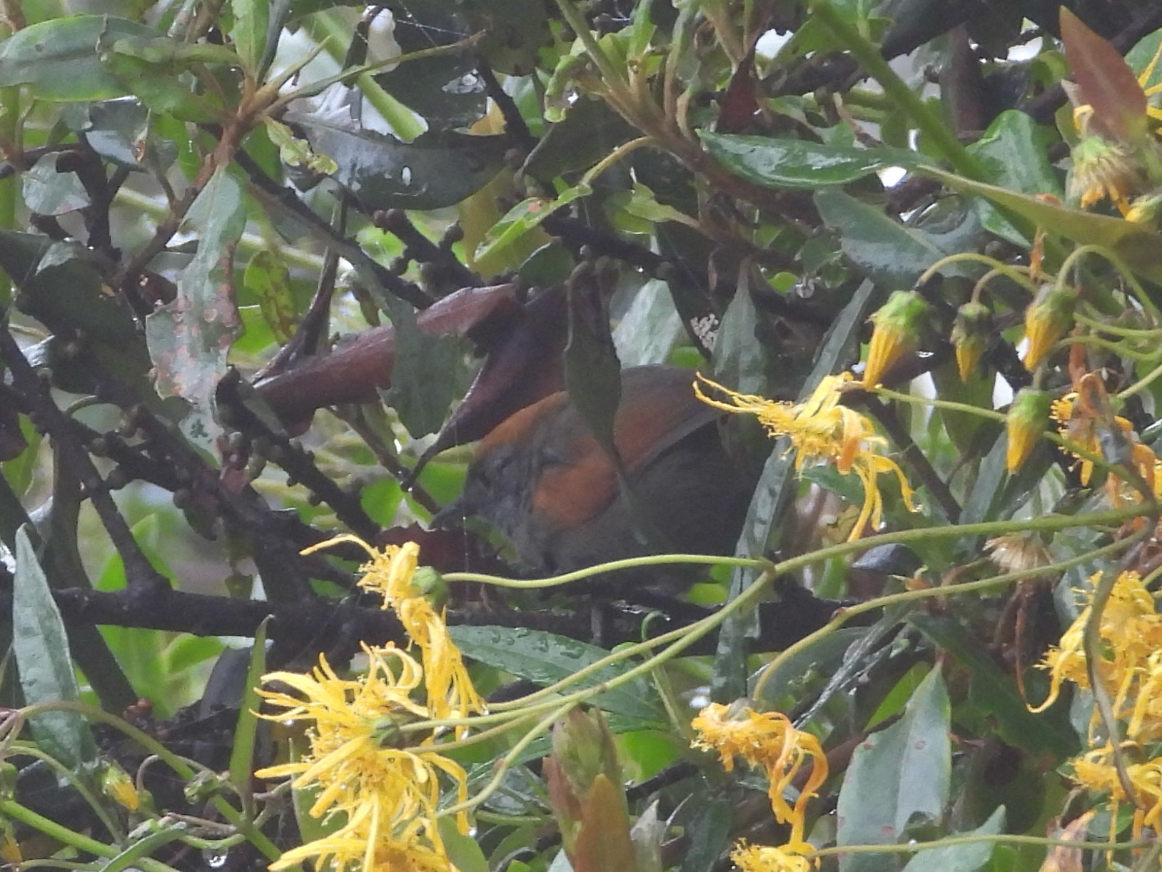 Azara's Spinetail (Synallaxis azarae), photo 3