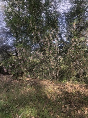 Ribes malvaceum malvaceum