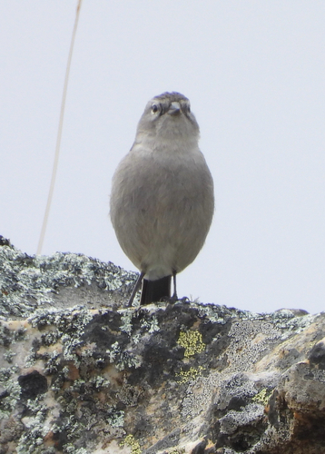 Ash-breasted Sierra Finch (Geospizopsis plebejus), photo 3