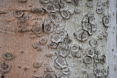 Neonectria