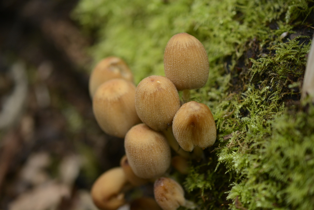 Micacei · March 2026 · photo: © cryptomarasmius (iNaturalist, cc-by)
