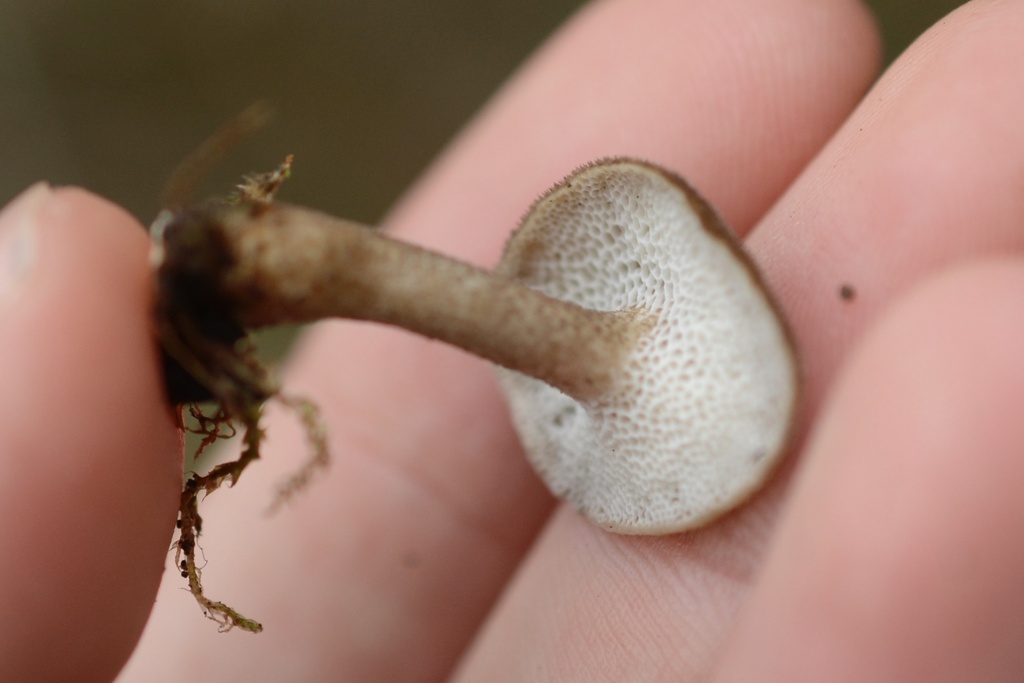 Lentinus brumalis · February 2026 · photo: © cryptomarasmius (iNaturalist, cc-by)