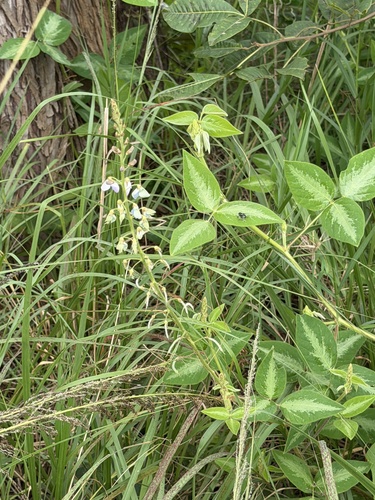 Silverleaf Desmodium