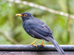 Turdus serranus