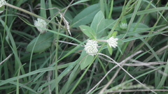 Gomphrena celosioides