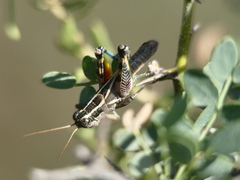 Dichroplus vittatus