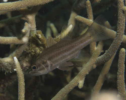 Cheilodipterus singapurensis observed 2026-03-03