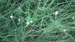 Gomphrena celosioides