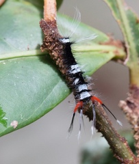 Lasiocampoidea