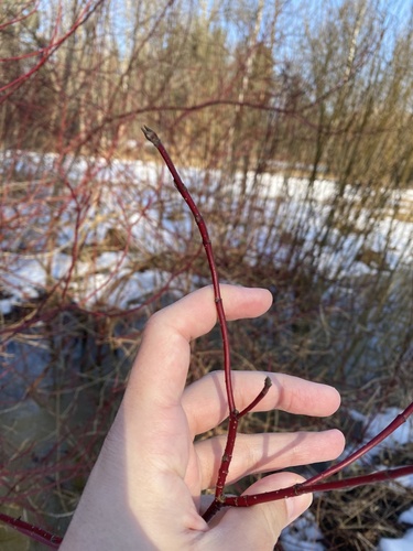 Tatarian dogwood (Cornus alba)