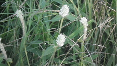 Gomphrena celosioides