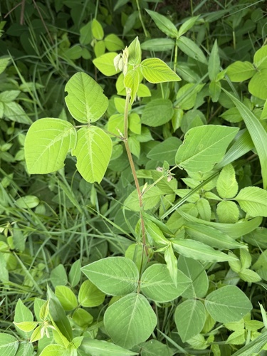 Greenleaf Ticktrefoil