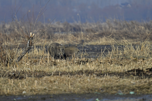Central Asian Boar