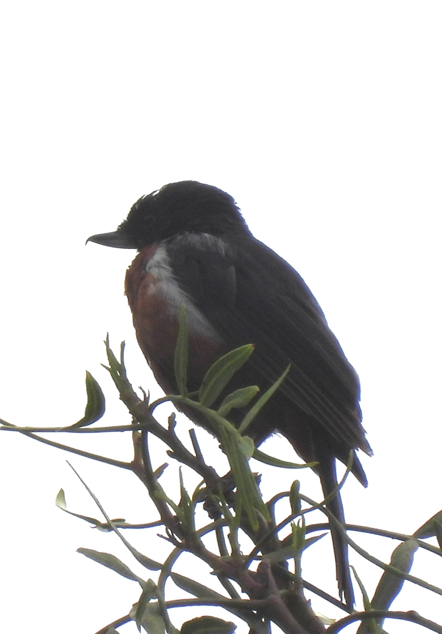 Black-throated Flowerpiercer (Diglossa brunneiventris), photo 3
