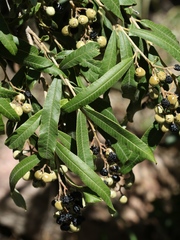 Ozoroa paniculosa paniculosa