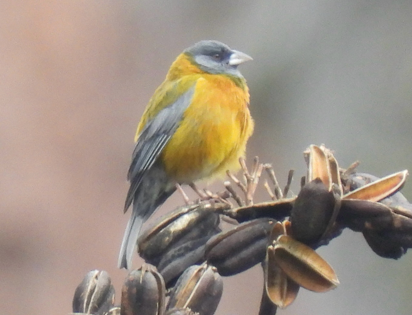 Peruvian Sierra Finch (Phrygilus punensis), photo 1