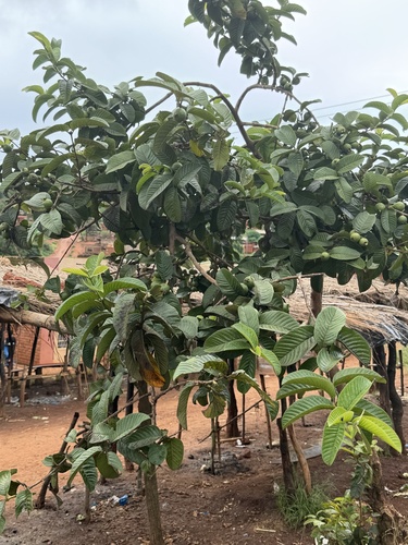 Common guava