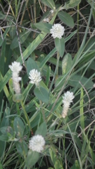 Gomphrena celosioides