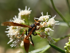Polistes buyssoni