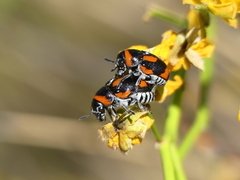 Megalostomis lacordairei